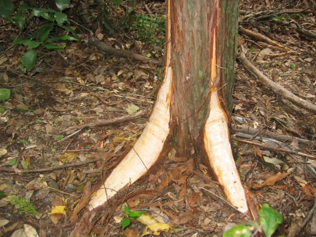 ヒノキ根系樹皮剥ぎ（護摩壇山）