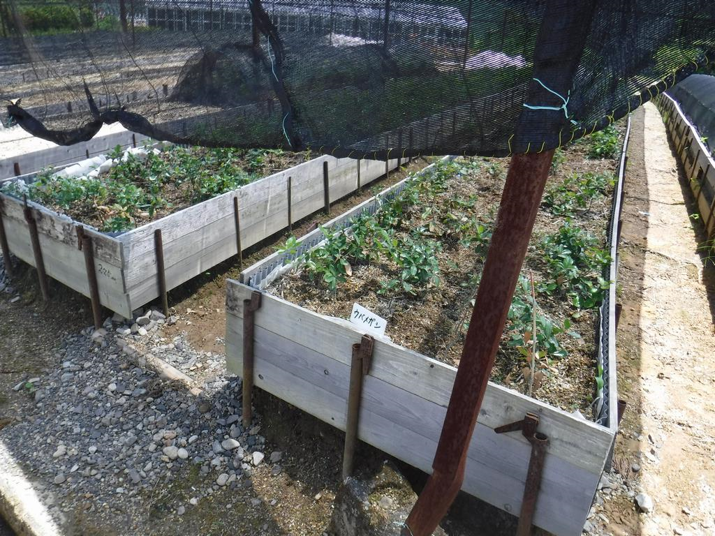 ウバメガシ（郷土樹種）の苗木