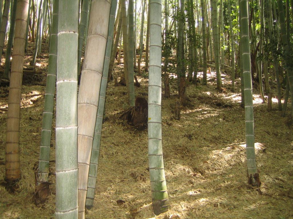 竹林整備前