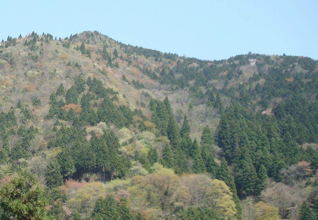 広葉樹林化イメージ