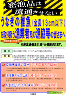 【採捕者】うなぎ稚魚