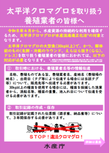 【養殖業者】太平洋クロマグロ大型魚