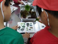 海藻分類体験