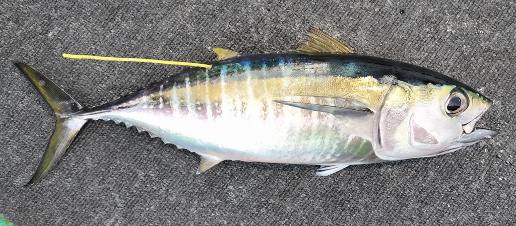 キハダ標識魚