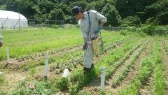 6．小菊周辺における除草剤の散布