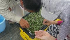 ストック八重鑑別