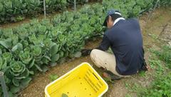 ハボタンの下葉欠き