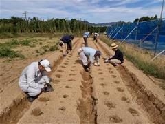 4．0915ブロッコリー定植