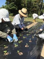 1．ホオズキの定植