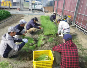 タマネギ苗の調整の写真