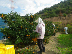 ミカンの収穫の写真