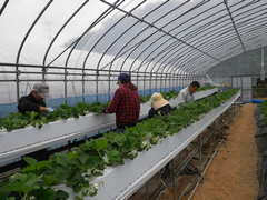 イチゴの栽培管理の写真