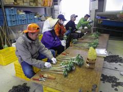 葉ボタン出荷調整