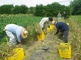 ニンニクの収穫の写真
