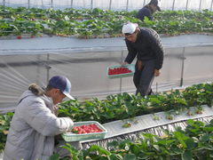 イチゴ収穫の写真