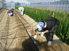 カンパニュラ定植の写真