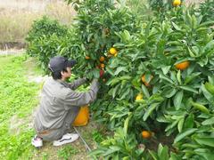 ウンシュウミカン収穫