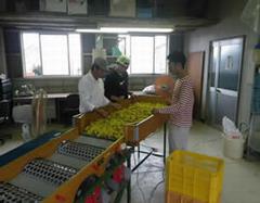ウメの出荷調整