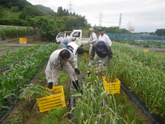 ニンニク収穫の写真