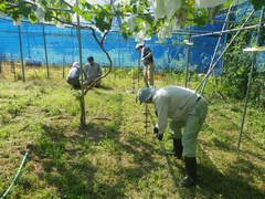 ブドウ園電気柵設置の写真