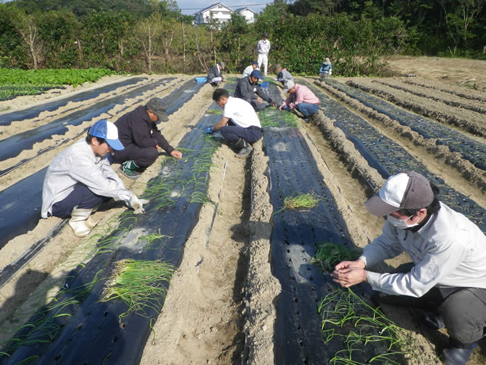 タマネギ定植の画像