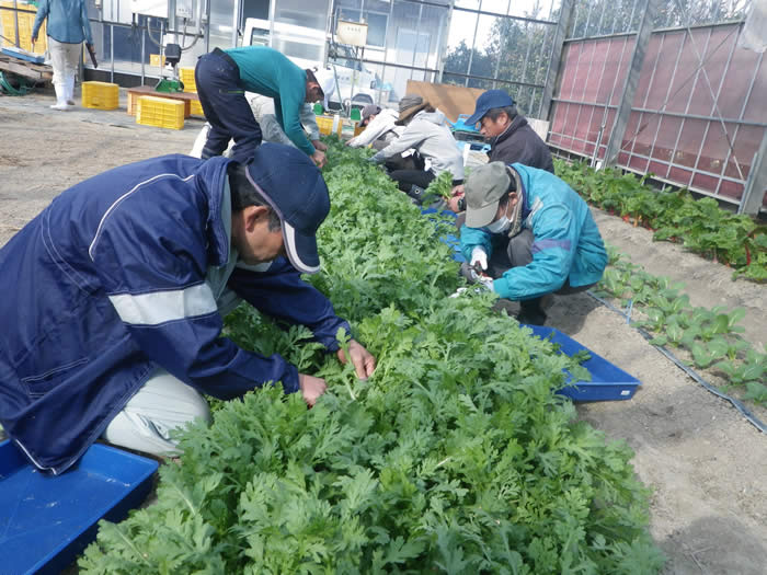 軟弱野菜収穫の画像