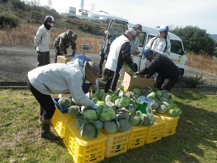 キャベツ出荷調整の画像