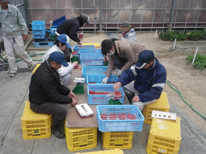 ミニトマト出荷調整の画像