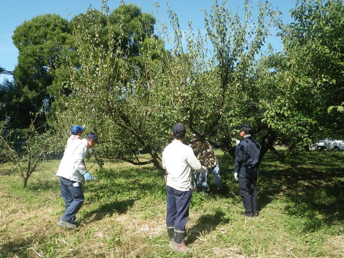 ウメ剪定の画像2