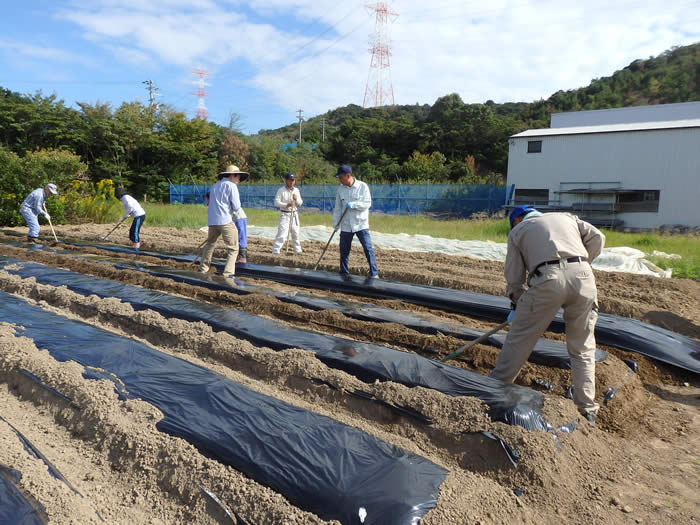 タマネギ定植準備の画像2