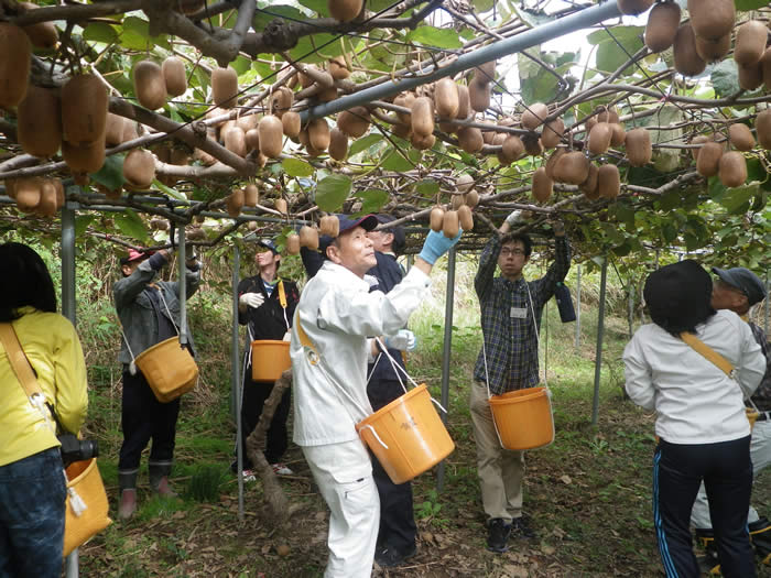 アップルキウイの収穫の画像