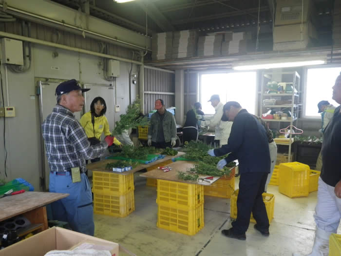 小菊・輪ギク出荷調整の画像