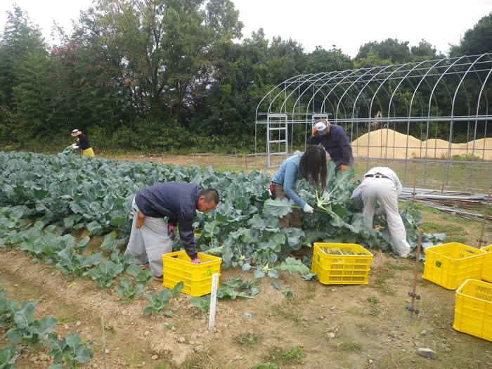 ブロッコリー収穫の画像