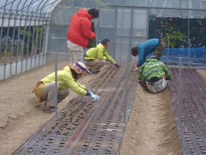 トルコギキョウ定植の画像