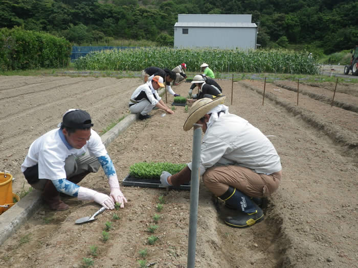 小ギク定植の画像