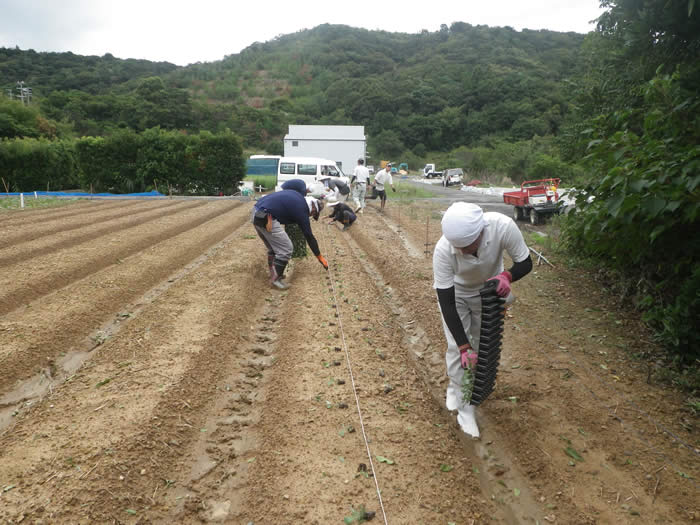 キャベツ定植の画像