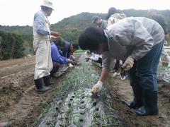 タマネギ定植