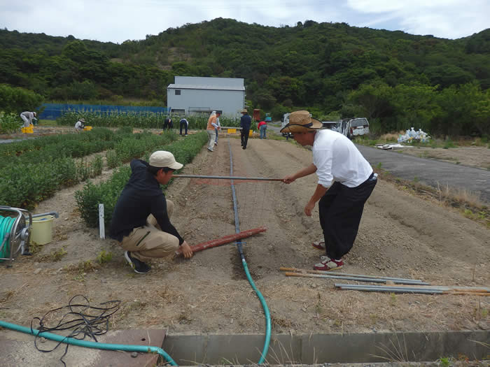 ケイトウ定植準備の画像