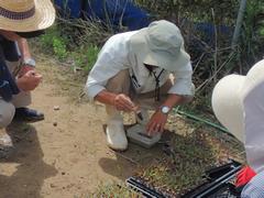 彼岸用ケイトウ定植セル苗の説明