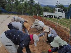 彼岸用ケイトウ定植指導