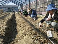 軟弱野菜は種