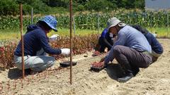 彼岸用ケイトウ定植