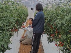 ミニトマト収穫の説明