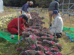 葉ボタン’初紅’収穫