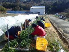 露地分枝系ストック整枝