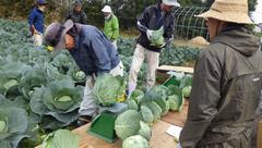 キャベツ重量選別