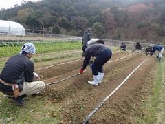 露地カンパニュラ灌水チューブ設置