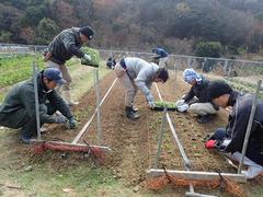 露地カンパニュラ定植