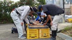 ウメ天日干し2日目