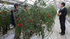 園主からのミニトマト栽培状況説明